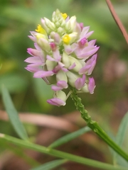 Polygala mariana