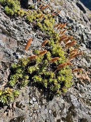 Petrophytum hendersonii