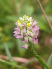 Polygala mariana