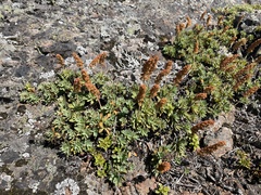 Petrophytum hendersonii