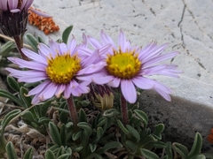 Erigeron pygmaeus