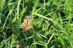 Phyciodes phaon