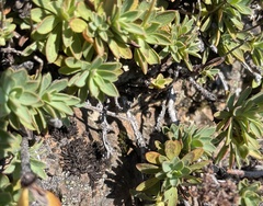 Petrophytum hendersonii