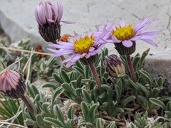 Erigeron pygmaeus