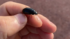 Hydrochara affinis