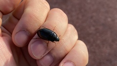 Hydrochara affinis