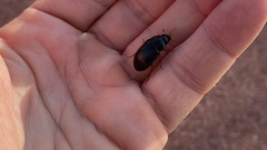 Hydrochara affinis