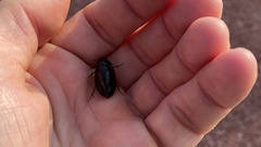 Hydrochara affinis