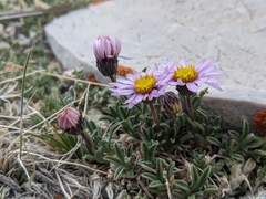 Erigeron pygmaeus