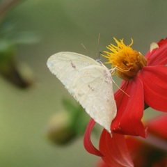 Phoebis neocypris virgo