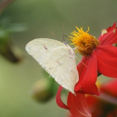 Phoebis neocypris virgo