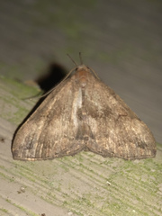 Phalaenostola eumelusalis