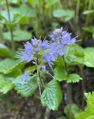 Veronica schizantha