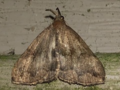 Phalaenostola eumelusalis