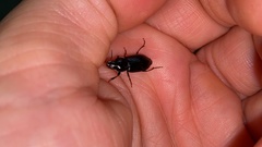 Coleoptera
