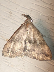 Phalaenostola eumelusalis