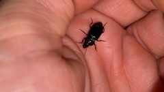 Coleoptera