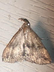 Phalaenostola eumelusalis