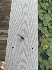 Leucorrhinia frigida