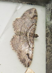 Costaconvexa