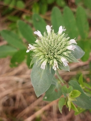 Pycnanthemum setosum