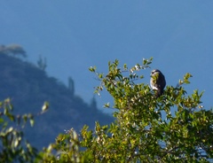 Spiziapteryx circumcincta