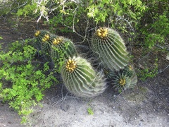 Ferocactus echidne victoriensis