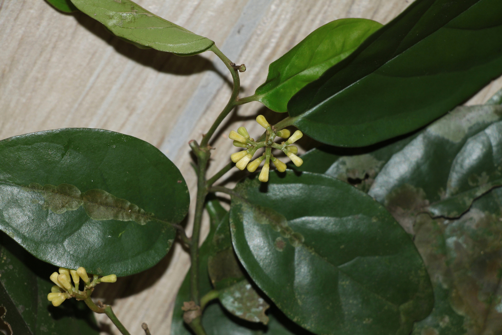 Gomphandra quadrifida (Gomphandra quadrifida)