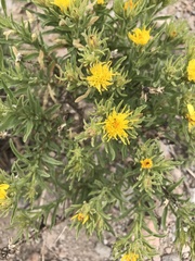 Ericameria discoidea