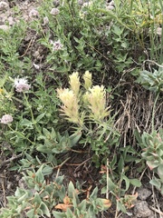 Castilleja nana