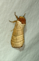 Datana major