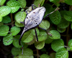 Rhinastus latisternus