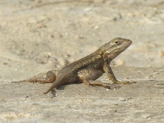 Sceloporus olivaceus