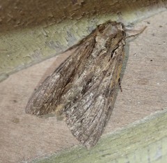 Apamea monoglypha