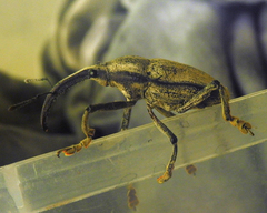 Rhinastus latisternus