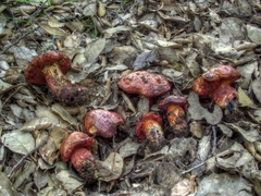 Exsudoporus permagnificus