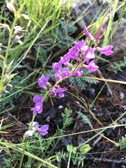Oxytropis coerulea