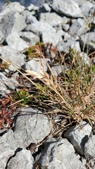 Poa lettermanii
