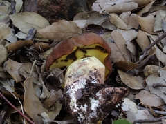 Lanmaoa fragrans image
