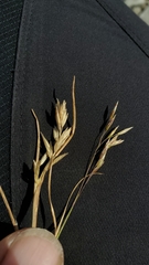 Poa lettermanii