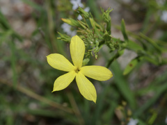 Menodora longiflora
