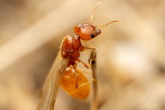 Pheidole spadonia