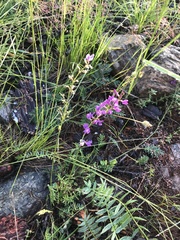 Oxytropis coerulea