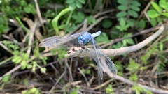 Orthetrum lineostigma