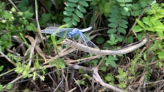 Orthetrum lineostigma