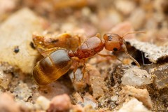 Pheidole pilifera