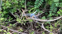 Orthetrum lineostigma