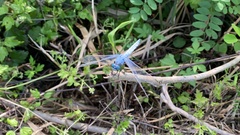 Orthetrum lineostigma