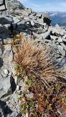Juncus drummondii