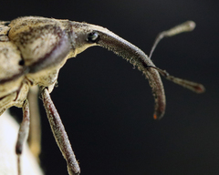 Rhinastus latisternus